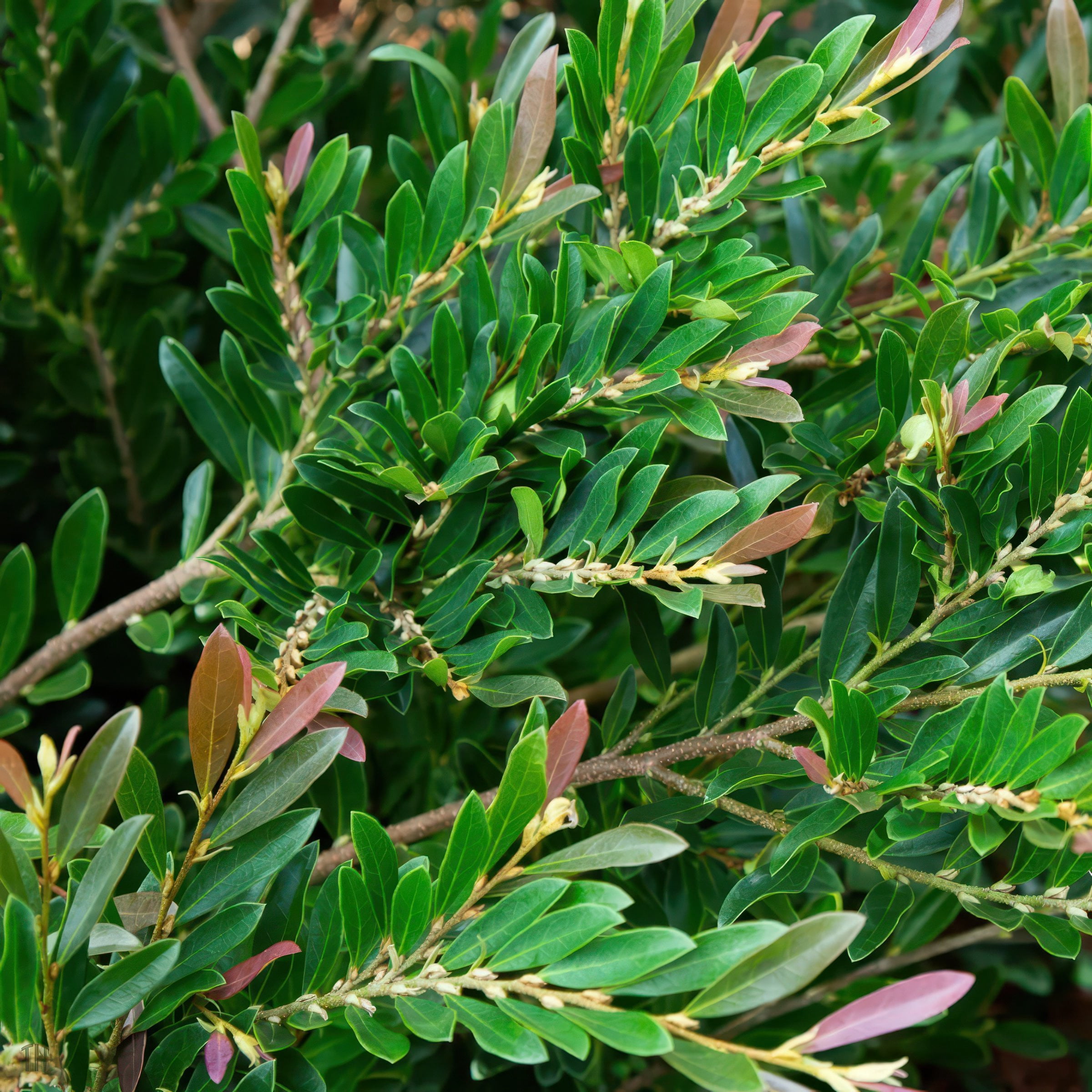 National Plant Network 3 gal. Distylium Cast In Bronze