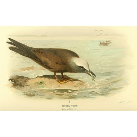 Birds of the British Islands 1885 Tern Noddy Canvas Art - Archibald Thorburn (18 x 24)