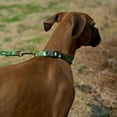 thumbnail image 2 of Country Brook Petz® Deluxe Farm Life Y'all Dog Collar - Made in the U.S.A., Large, 2 of 6
