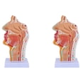 thumbnail image 1 of 2X Nasal Cavity Throat Anatomy Model Human Anatomical Pharynx Larynx Model for Students Study Display Teaching, 1 of 5