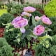 thumbnail image 4 of Luces solares para jardín con forma de camelia, 7 LED blanco cálido, estacas metálicas impermeables con energía solar | Iluminación para caminos, patios y terrazas | Decoración romántica para, 4 of 6
