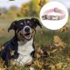 thumbnail image 3 of Dinheiro Collar para Perro con Lazo, 7 Colores sólidos clásicos, Collar para Mascotas Ajustable de algodón Suave para Perros de tamaño pequeño a mediano, 3 of 5