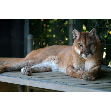 Lions Framed Wall - Framed Art for Your Wall Feline Predator Cat Puma Cougar Mountain Lion 10x13 Frame