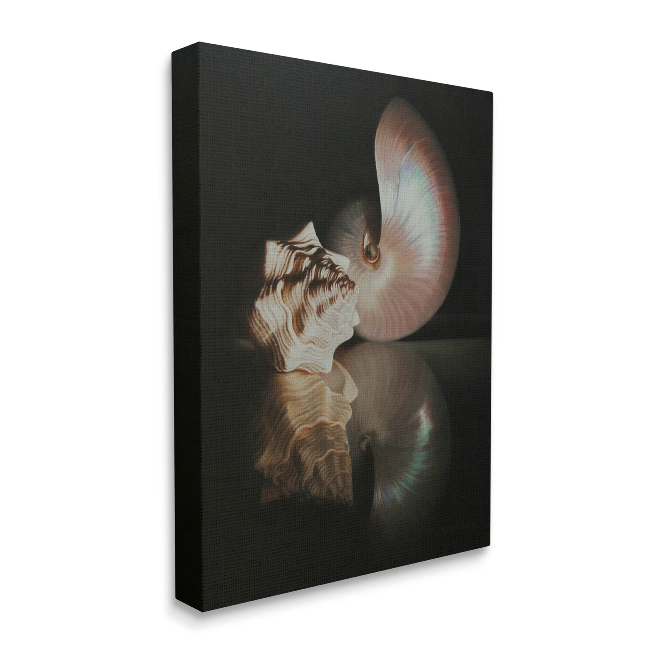 Stupell Industries Dark Sea Shells Still Life Photograph Gallery Wrapped Canvas Print Wall Art, Design by Cecile Baird