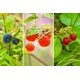 thumbnail image 1 of Wildberry Fragrance Oil, 1 of 1