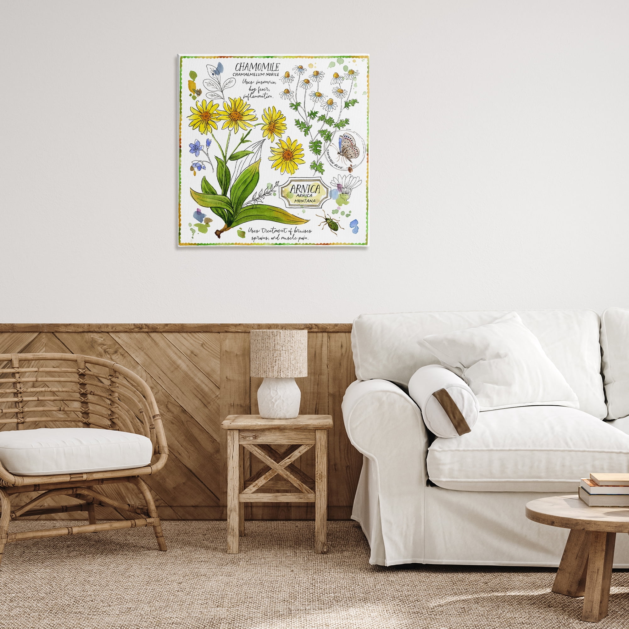 Stupell Industries Chamomile Herb Uses Plants & Flowers Painting Wrapped Canvas Art Print Wall Art, 30 x 30