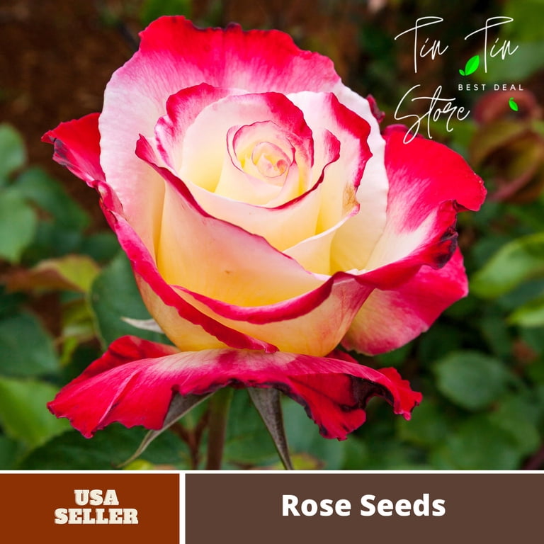 30 Rare seed-Double Delight Rose Bush#1088-Authentic Seeds-Flowers-Seeds-Rose  seeds-Herb seeds-Vegetable Seeds-Mix Seeds for Plant- B3G1 - Walmart.com