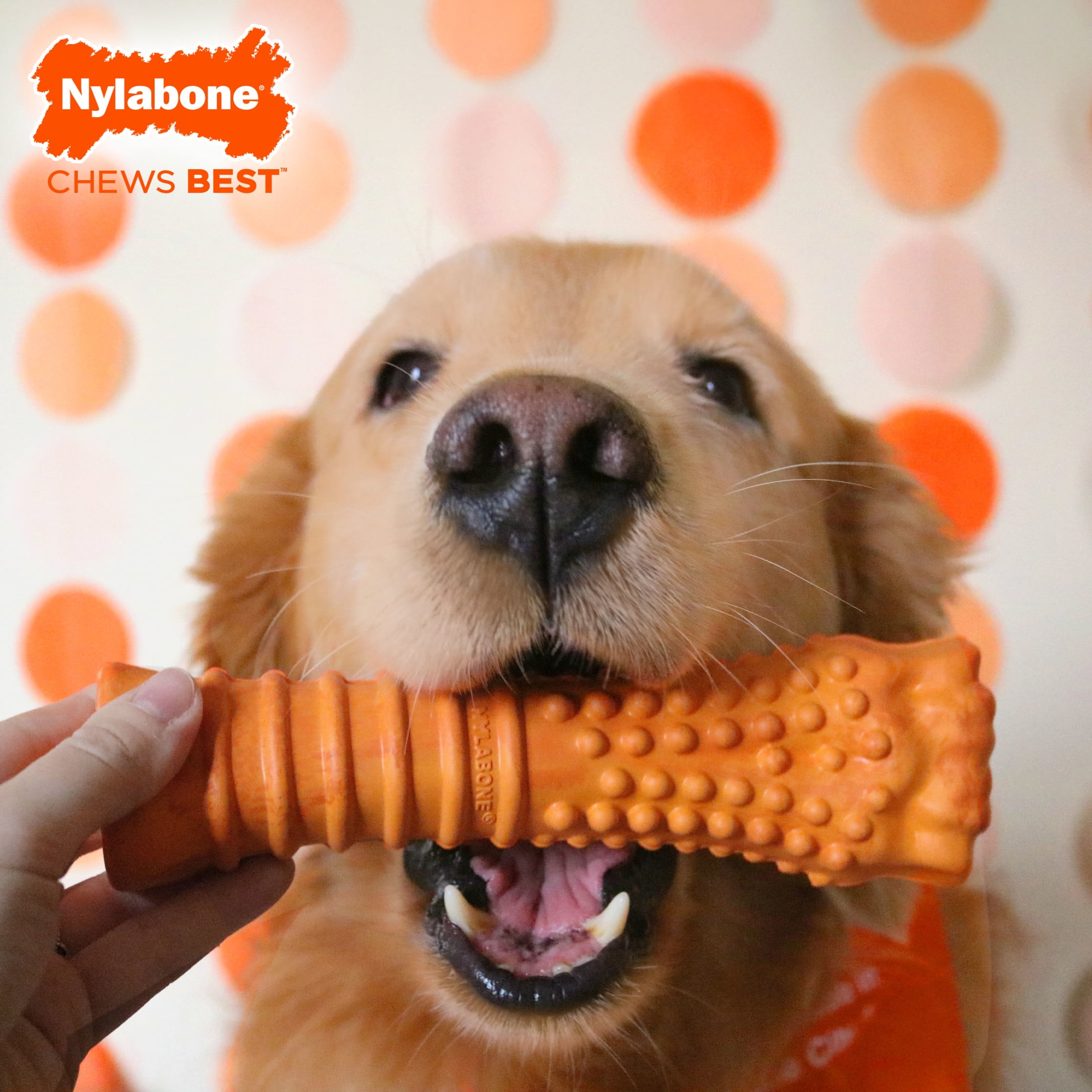 Nylabone Strong Chew 70th Birthday Textured Knuckle Bone Dog Toy, Rubber Dog Chew Toy, Bacon & Cheese Flavor, X-Large, 1 Count