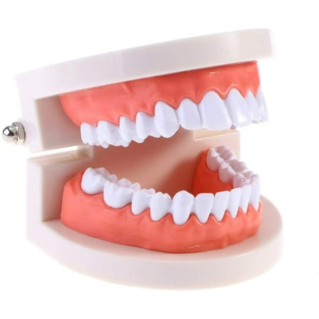

1 pcs Standard Teeth Model Dental Teaching Model Tooth Brushing Toy for Kids Study Supplies Early Education