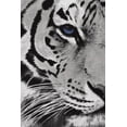thumbnail image 2 of Grey, Jace 23x32 White Modern Wood Framed Museum Art Print Titled - Tiger Purple Eye, 2 of 4