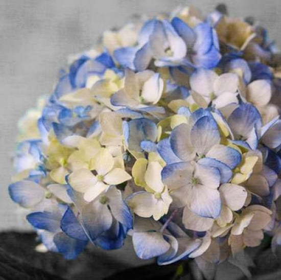 Hydrangeas I Canvas Art - Susan Bryant(24X24)