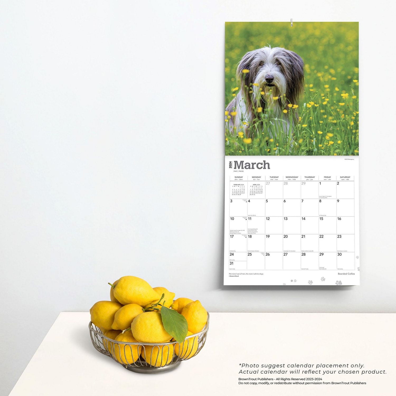 BrownTrout Bearded Collies 2024 12x24 Inch Square Wall Calendar, 9781975470654