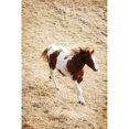 thumbnail image 1 of Running Horse Poster Print by Richard Wear, 22 x 34 - Large, 1 of 1