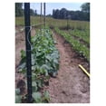 thumbnail image 5 of 6300ft Tomato Twine - Heavy Duty Garden Twine for Trellising, Plant Support - UV Resistant, 3lb Box (2300ft/lb), Easy-Feed, 5 of 9