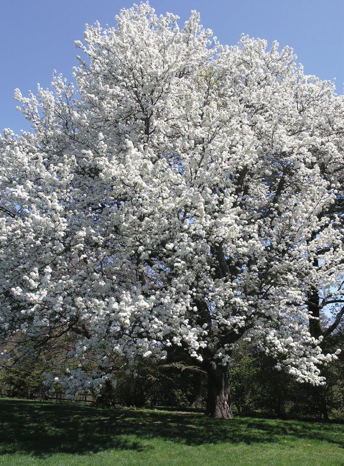 Asian Pear Tree | Premium Seeds | Pyrus pyrifolia 'Spring' | Plants'® (Premium Seeds, 100)