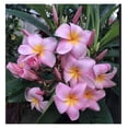 thumbnail image 6 of Pink Plumeria Live Plant Cuttings Hawaiian Tropical Plants 9-12 inches long 1 Pack Tyslan, 6 of 8