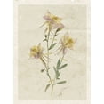 thumbnail image 2 of Robinson, Carol 25x32 Black Ornate Wood Framed with Double Matting Museum Art Print Titled - Pressed Columbine, 2 of 4