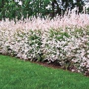 Dappled Willow Deciduous Flowering Shrub, in a 1 gallon pot