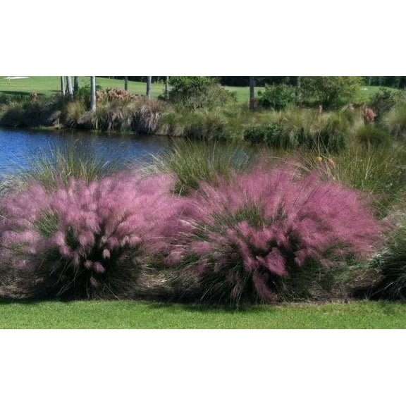 3 Pink Muhly Grass in 4 Inch Containers