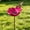 Pink, variant on Handmade Metal Flower Garden Stake with Bee Bath & Bird Water Bowl – Decorative Outdoor Yard Art, Pollinator Watering Station, Weather-Resistant Garden Decor Gift for Bird Lovers (Red 5PCS)