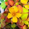 thumbnail image 4 of Oxalis Spiralis Aurea, Amber Plum Crazy, Shamrock - Pot Size: 3" (2.6x3.5") - House Plants, 4 of 6