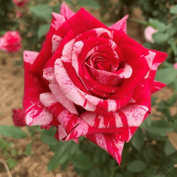 Red Pink Mini Rose Live Plant, Miniature Rose Bushes, Striking Red and Pink Blooms, Indoor Outdoor Growing, 3 inches Pot