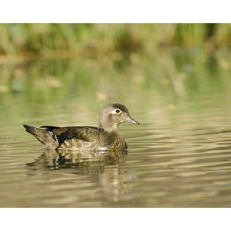 Waterfowl Wood - Framed Art for Your Wall Waterfowl Water Wood Duck Pond Wildlife Female 10x13 Frame
