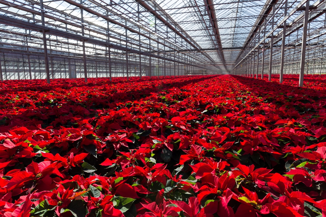 Holiday Time 1.5QT Red Poinsettia Live Houseplant Champagne Foil Cover Indirect Sunlight 3 Pack