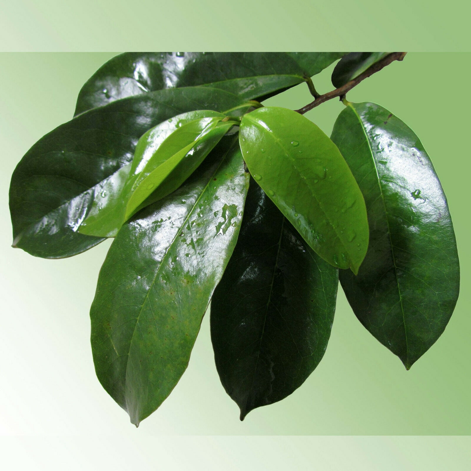 Soursop Leaves Graviola Hojas De Guanabana 100 Pure Dried Soursop Leaf 3oz Walmart Com