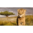 thumbnail image 6 of Mufasa: The Lion King (Blu-ray + DVD + Digital Copy) Walt Disney Pictures, Action & Adventure, 6 of 6