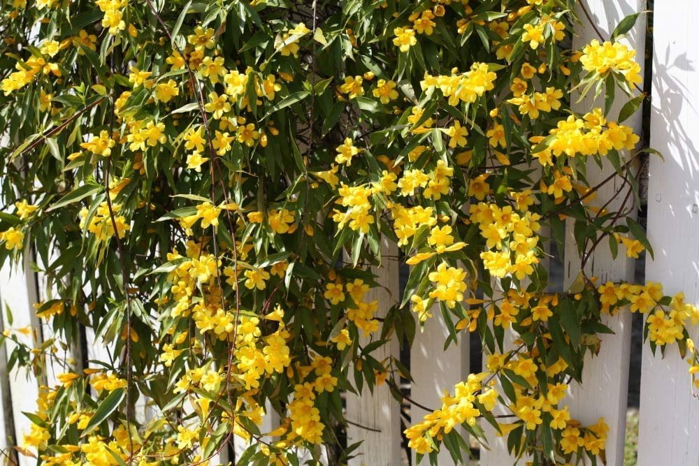 Jasmine Carolina Gelsemium Sempervirens, Yellow Flower Vine, Gallon Pot