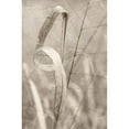 thumbnail image 2 of Stalus, Judy 17x24 Black Modern Framed Museum Art Print Titled - Meadow Grass, 2 of 4