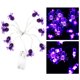 thumbnail image 1 of Luces de Halloween ANGGREK LED forma de araña morada 10 LED, 1 of 8