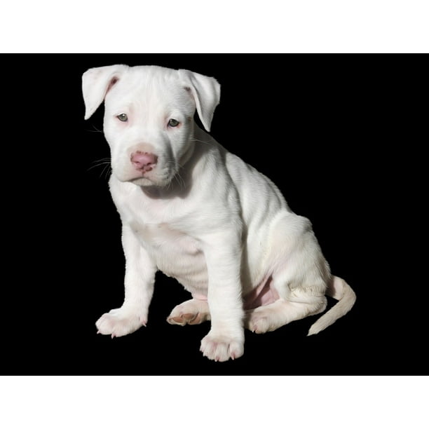 Pit Bull Cute Pitbull Puppy Dog White 20 Inch By 30 Inch Laminated Poster With Bright Colors And Vivid Imagery Fits Perfectly In Many Attractive Frames Walmart Com Pit Bull Cute Pitbull Puppy Dog White 20 Inch By 30 Inch Laminated Poster With Bright Colors And Vivid Imagery Fits Perfectly In Many Attractive Frames Walmart Com