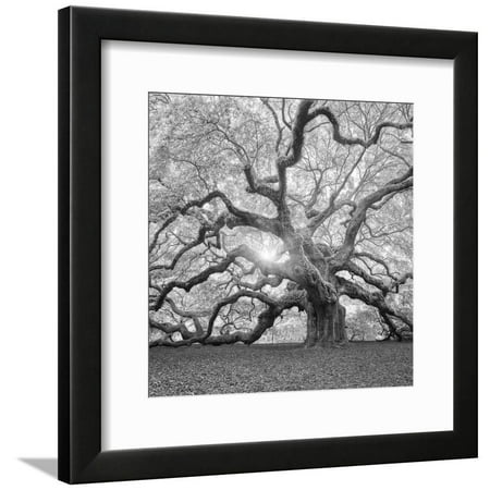 Two Trees Framed The Tree Square-BW 2 Rustic Oak Black & White Photography Framed Print Wall Art By Moises Levy ()