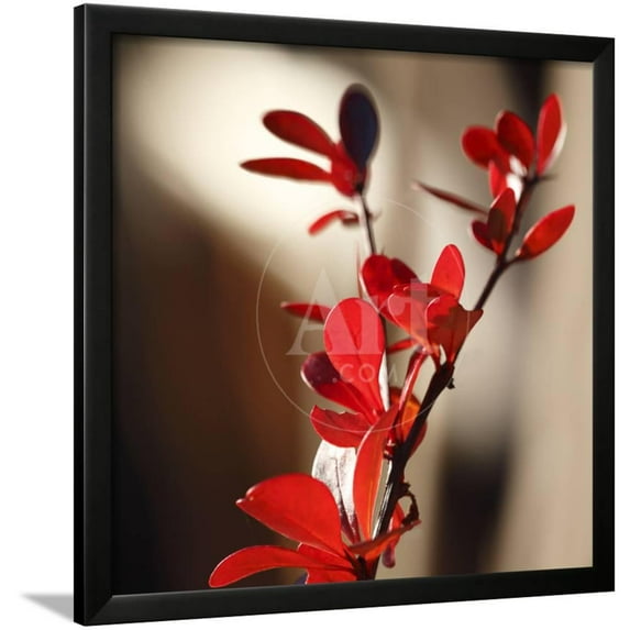 Red Leaves II, Framed Art Print Wall Art by Rita Crane Sold by Art.Com