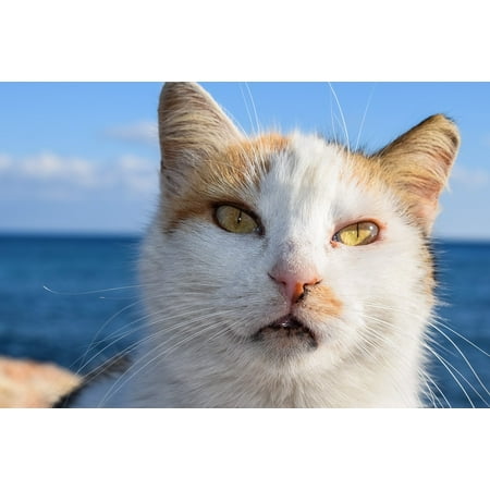 - Framed Art For Your Wall Portrait Outdoor Face Eyes Head Cat Stray Animal 10x13 Frame