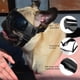 thumbnail image 5 of Gafas de sol para perros de raza pequeña Gafas de sol para perros UV Gafas de sol a prueba de viento Marco suave Correas ajustables para perros cachorros pequeños/medianos Negro, 5 of 5