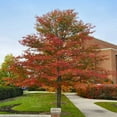 thumbnail image 5 of Brighter Blooms - Wildfire Black Gum Tree, 5-6 ft. - No Shipping to AK, AZ, HI, OR, 5 of 5