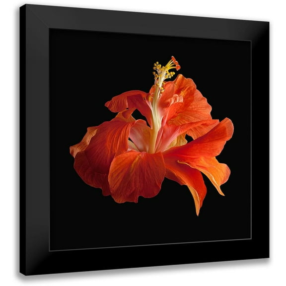 Reynolds, Richard 12x12 Black Modern Framed Museum Art Print Titled - Tropical Hibiscus ~ Double Orange