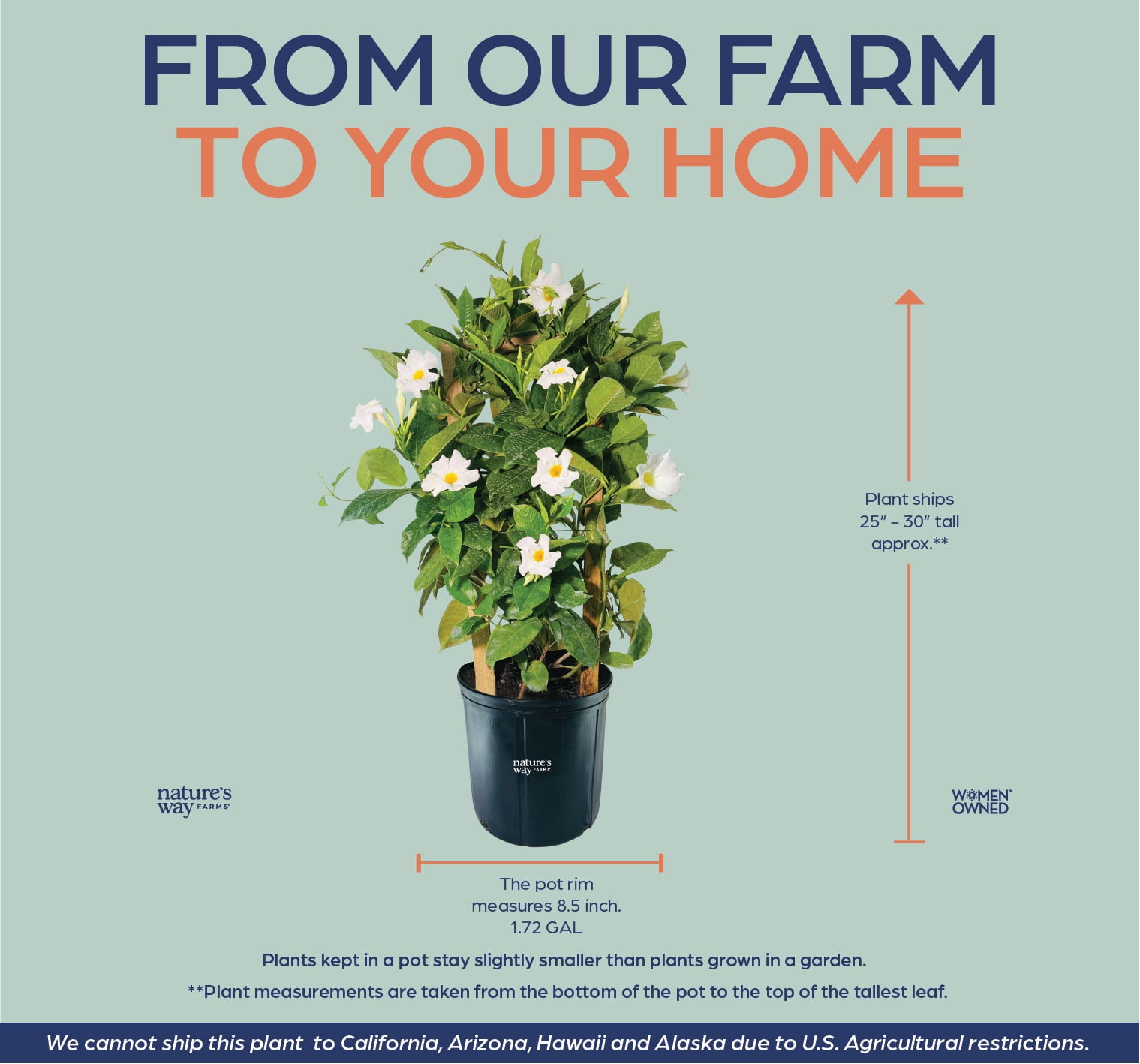 Nature's Way Farms Mandevilla White Basic Trellis Live Plant (25-30 in. Tall) in Grower Pot May Ship Without Flowers