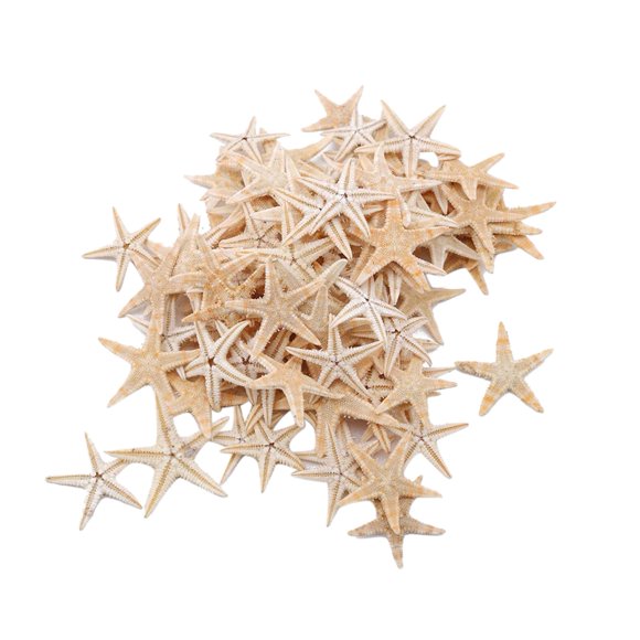 100 Pcs Étoiles de Mer et Coquillages Naturels Artisanat de Plage Étoiles de Mer Naturelles Bricolage Plage Décoration de Mariage Artisanat Déco Maison 1-5 cm