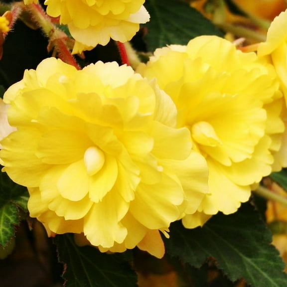 Yellow Double Begonia Flower Bulbs - 3 Tubers per Pack - Deer Resistant - Grows Well In Containers - Easy to Grow Live Plants - Outdoor Garden - Part to Full Shade