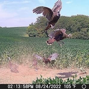 MUDDY Merge 3-Pack Cellular Trail Cameras  26MP, LTE Dual SIM, Color Night Vision, App Control  Includes 3 Cameras for Ultimate Coverage