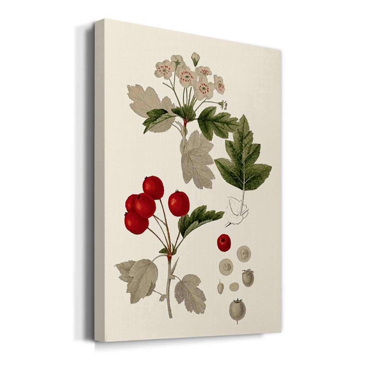Leaves & Berries III Premium Gallery Wrapped Canvas - Ready to Hang
