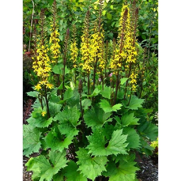 Little Rocket Dwarf Ligularia Sun Shade Gallon Pot Walmart Com Walmart Com