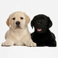 thumbnail image 3 of CafePress - Labrador Puppies Kids Dark T Shirt - Light T-Shirt Kids XS-XL, 3 of 4
