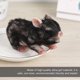thumbnail image 4 of Muyoka Pig Doll Mini realista Siline Black Piglet BPA-free Cute Siline Animals Fake Piglet Reborn para niños adultos regalo Muyoka Hogar, 4 of 7