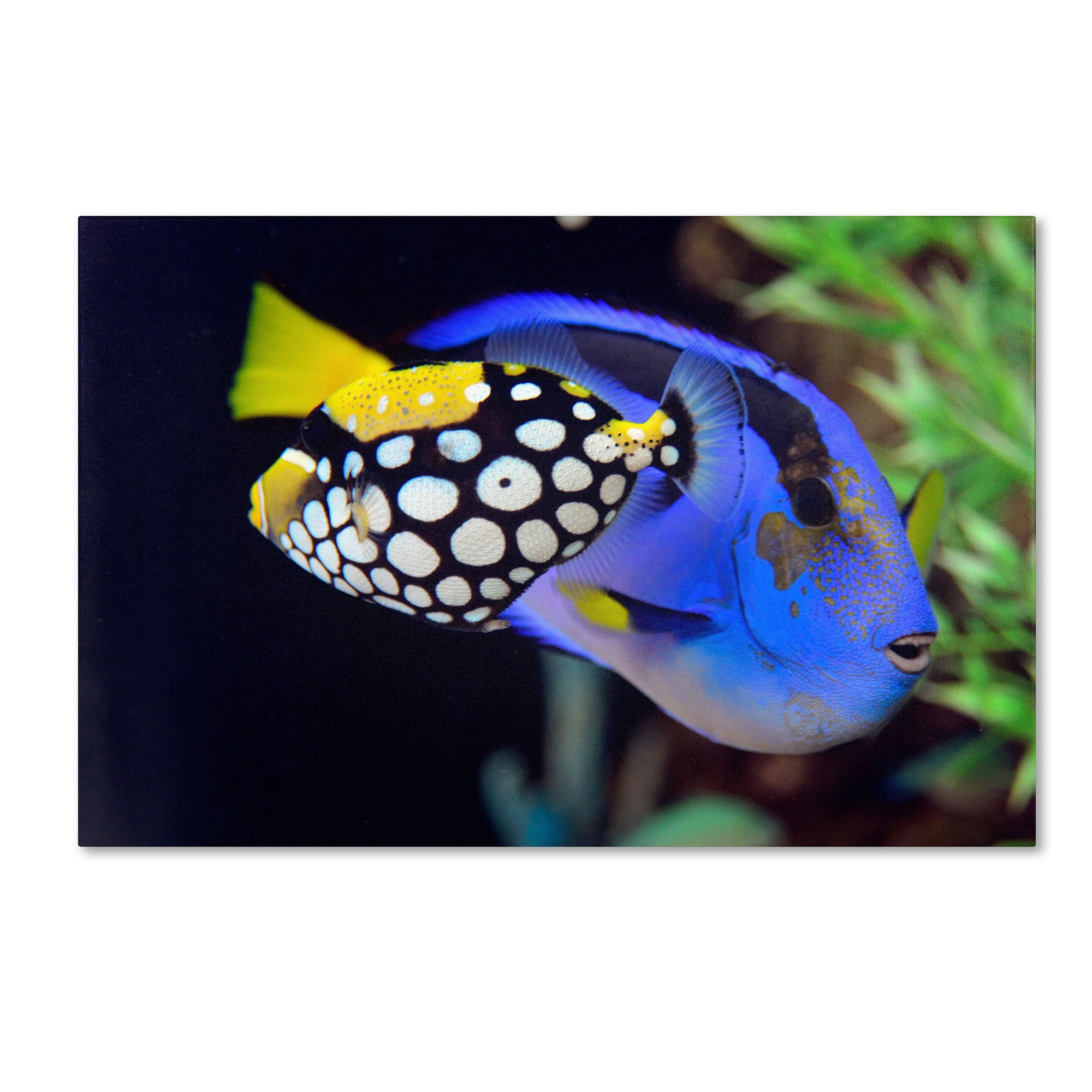 Trademark Fine Art "Colorful Tropical Fish" Canvas Art by Kurt Shaffer