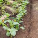 thumbnail image 4 of Phenofice 2Ud Raised Bed Greenhouse Hoops with Frame Practical Support for All Season Plant Growth, 4 of 8